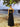 Vintage Black Gown