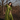 Willow - WhySoBlue