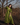 Willow - WhySoBlue