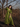 Willow - WhySoBlue